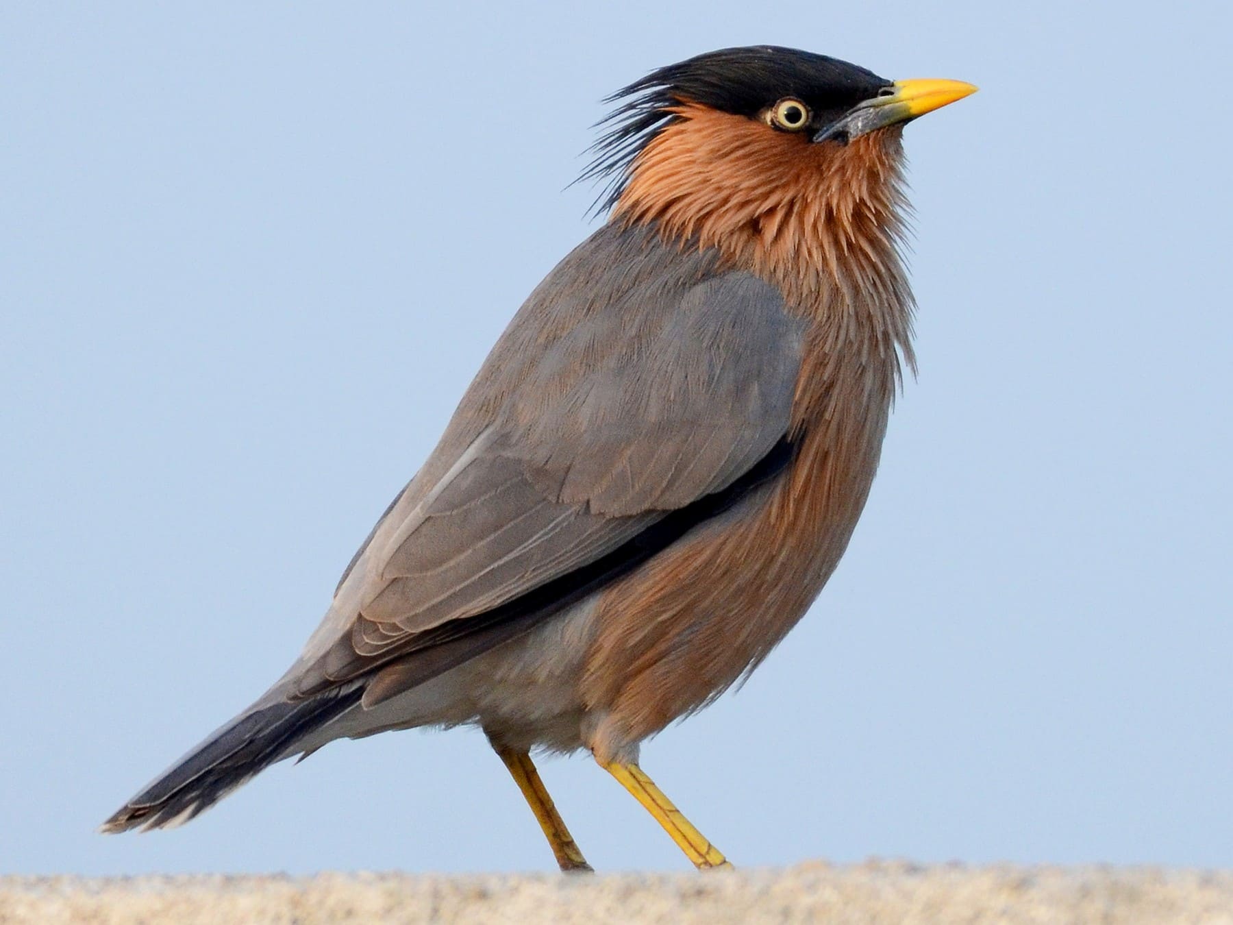 Brahminy Starling